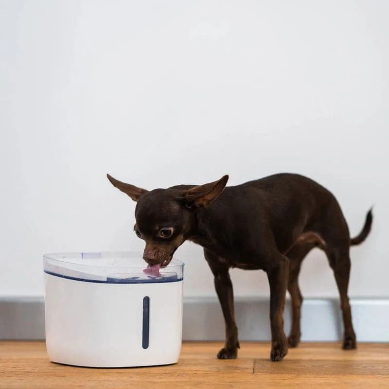 Bebedouro Petoneer Fresco Mini Plus Smart Pet Fountain