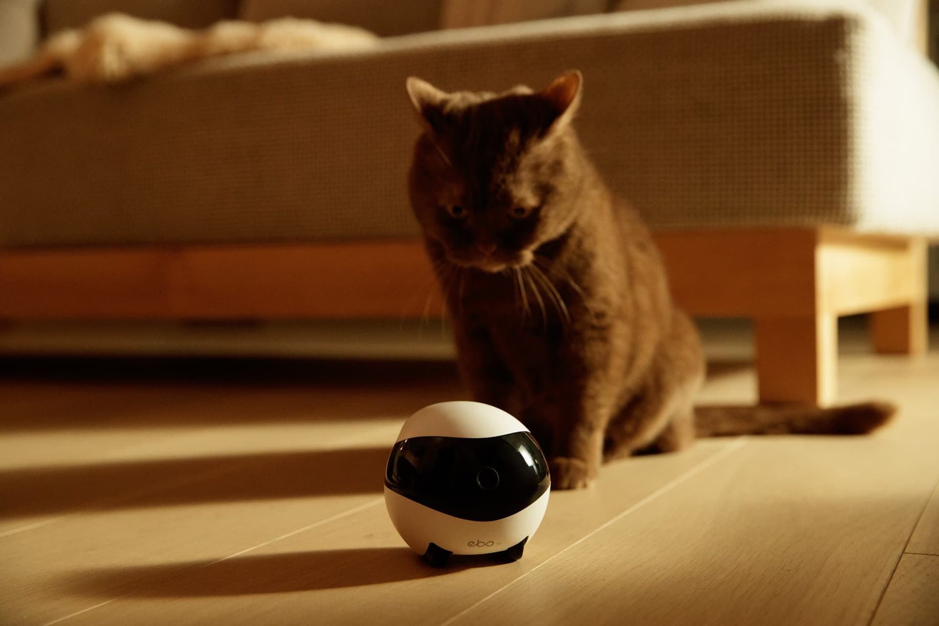 Enabot EBO SE - Robot de companhia