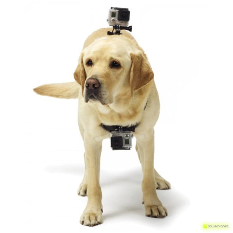 Pet Harness Câmara