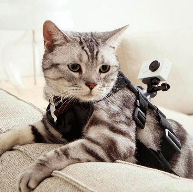 Arnês pet Yi Action – Pequeno