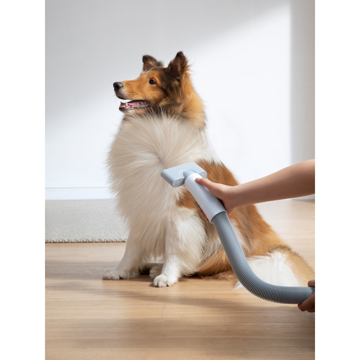HomeRunPet Pet hairdryer PD10